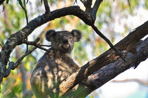 Gold Coast Lamington National Park And Tamborine Mountain 4WD Ecotour - Accommodation Ballina 3