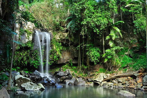 Gold Coast Lamington National Park And Tamborine Mountain 4WD Ecotour - Accommodation Ballina 2