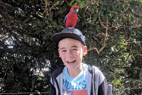 Gold Coast Lamington National Park And Tamborine Mountain 4WD Ecotour - Accommodation Ballina 4