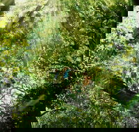 Gold Coast Lamington National Park and Tamborine Mountain 4WD Ecotour - Accommodation Ballina