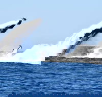 Noosa Whale Watching