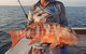 Full Day Whitsunday Reef Fishing Charter Boat - thumb 7