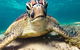 2Day 2Night Sail, Snorkel & SUP Adventure Whitsundays Double - thumb 6