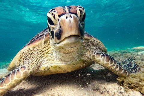 2Day 2 Night Sail, Snorkel & SUP Adventure Whitsundays Single - Accommodation Ballina 7