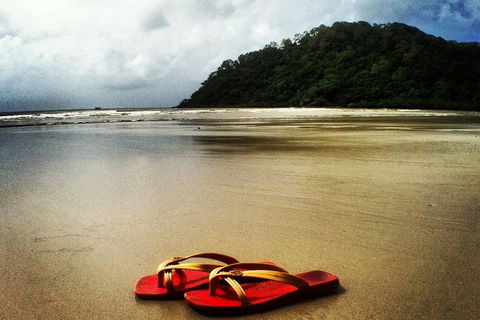Daintree And Cape Tribulation Full Day Guided Tour - Accommodation Ballina 7