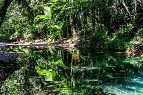 Daintree And Cape Tribulation Full Day Guided Tour - Accommodation Ballina 8
