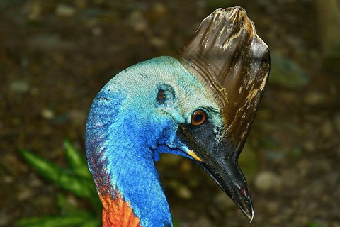 Daintree And Cape Tribulation Full Day Guided Tour - Accommodation Ballina 3