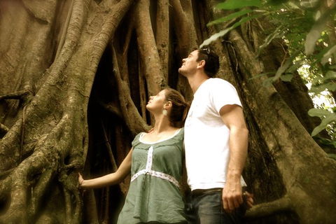 Daintree And Cape Tribulation Full Day Guided Tour - Accommodation Ballina 0