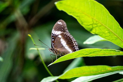 Daintree And Cape Tribulation Full Day Guided Tour - Accommodation Ballina 6