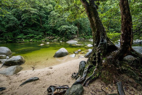 Daintree And Cape Tribulation Full Day Guided Tour - Accommodation Ballina 5