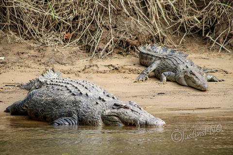 Daintree And Cape Tribulation Full Day Guided Tour - Accommodation Ballina 2