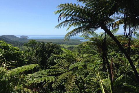 Daintree And Cape Tribulation Full Day Guided Tour - Accommodation Ballina 1