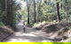 Noosa Hinterland Scenic Canoe & FAT Bike Tour - thumb 4
