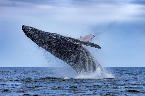 Whale Watching - Accommodation Ballina 0