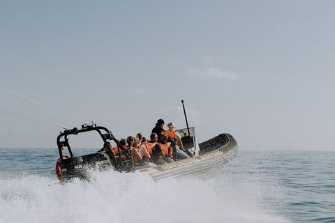 Whale Watching - Accommodation Ballina 2