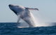 Whale Watching - thumb 1