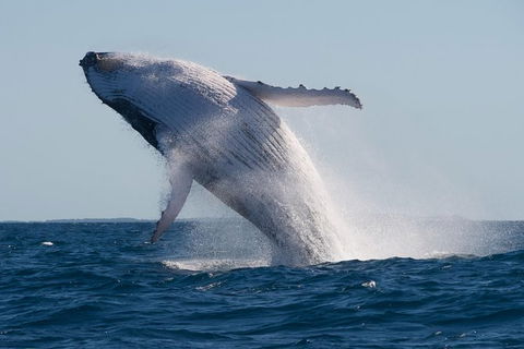 Whale Watching - Accommodation Ballina 1