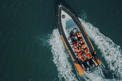 Whale Watching - Accommodation Ballina 3