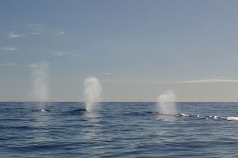 Whale Watching - Accommodation Ballina 5