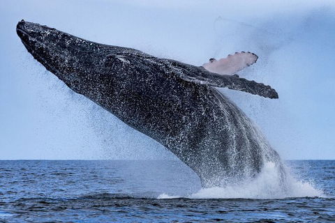 Whale Watching - Accommodation Ballina 6