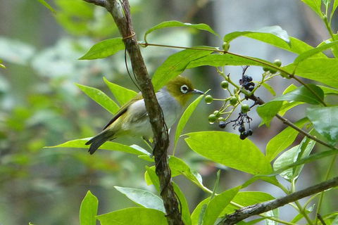 Birdwatching And Wildlife Noosa Biosphere Full-Day Experience - Accommodation Ballina 1