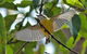 Birdwatching And Wildlife Noosa Biosphere Full-Day Experience - thumb 0