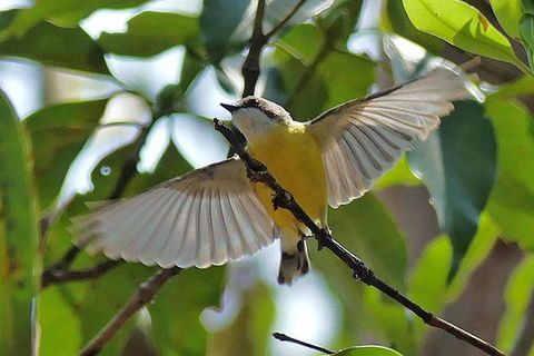Birdwatching And Wildlife Noosa Biosphere Full-Day Experience - Accommodation Ballina 0