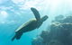 4 Day And 3 Night Whitsunday Maxi Sailing Adventure On Broomstick - thumb 1
