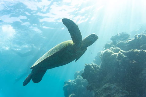 4 Day And 3 Night Whitsunday Maxi Sailing Adventure On Condor - Accommodation Ballina 1