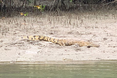 Hinchinbrook Island Tour - Accommodation Ballina 2