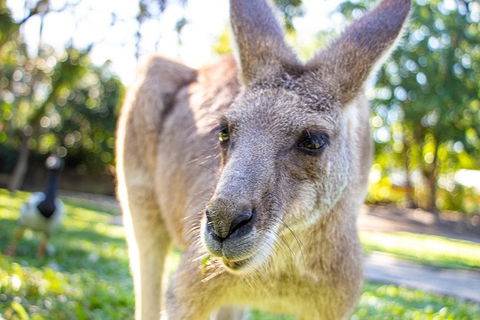 Virtual Interactive Australian Wildlife Tour With Private Guide-Wildlife Habitat - Accommodation Ballina 6