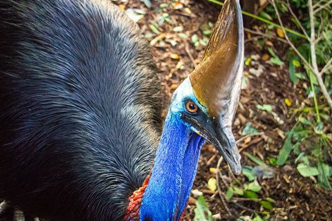 Virtual Interactive Australian Wildlife Tour With Private Guide-Wildlife Habitat - Accommodation Ballina 5