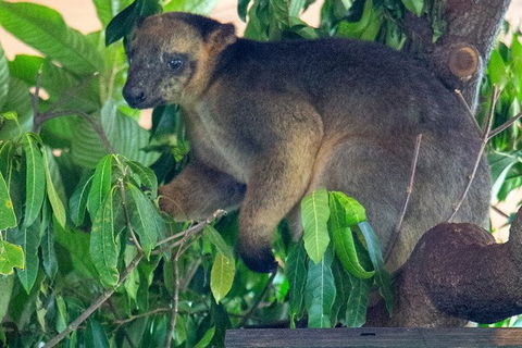 Virtual Interactive Australian Wildlife Tour With Private Guide-Wildlife Habitat - Accommodation Ballina 1