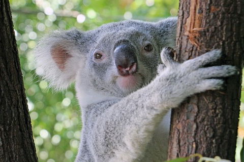 Virtual Interactive Australian Wildlife Tour With Private Guide-Wildlife Habitat - Accommodation Ballina 0