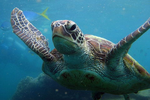 2 Night Whitsunday Islands Cruise On Atlantic Clipper From Airlie Beach - Accommodation Ballina 6