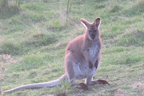 Maria Island And East Coast Five Day Cruise - Accommodation Ballina 7