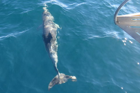 Maria Island And East Coast Five Day Cruise - Accommodation Ballina 4