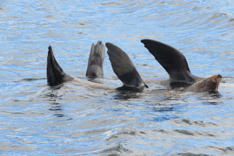 Maria Island And East Coast Five Day Cruise - Accommodation Ballina 3