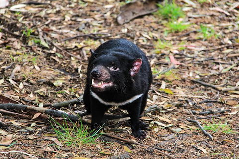 4-Day Fabulous Tasmania Tour: Wineglass Bay, Port Arthur, Devils & Bruny Island - Accommodation Ballina 4