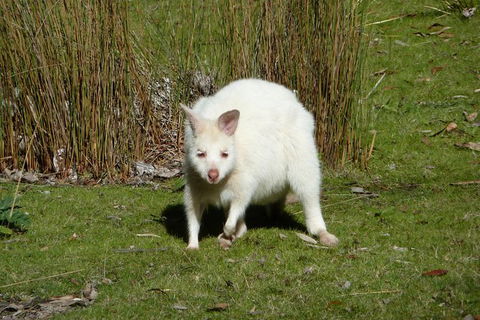 4-Day Fabulous Tasmania Tour: Wineglass Bay, Port Arthur, Devils & Bruny Island - Accommodation Ballina 2