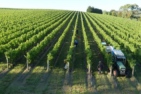 Yarra Valley Wine, Bubbles And Gin Tour! - Accommodation Ballina 6