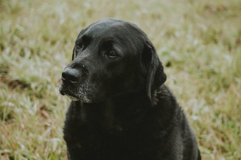 Daylesford Private, Corporate, Group Wine Tours: Wine, Cider, Gin, Vodka, Port! - Accommodation Ballina 4