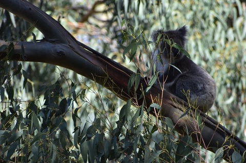 Great Ocean Road Tour Plus Koalas, Forest Walk And Morning Tea. - Accommodation Ballina 2