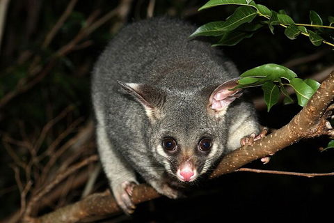 Wilsons Promontory Brainstorming Escape - Accommodation Ballina 3