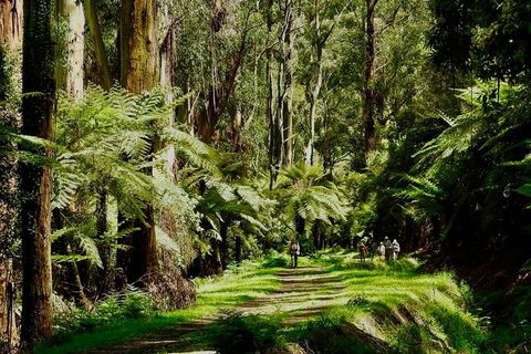 Aqueduct And Rail Trail Self-Guided Bike Tour In Warburton - Accommodation Ballina 1