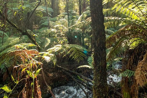 Hiking Tour To Aqueduct And Warburton Valley Lookout - Accommodation Ballina 3