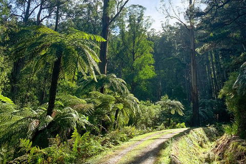 Hiking Tour To Aqueduct And Warburton Valley Lookout - Accommodation Ballina 1