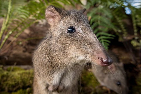 Walk With Wildlife: Guided Tour In Great Ocean Road - Accommodation Ballina 1