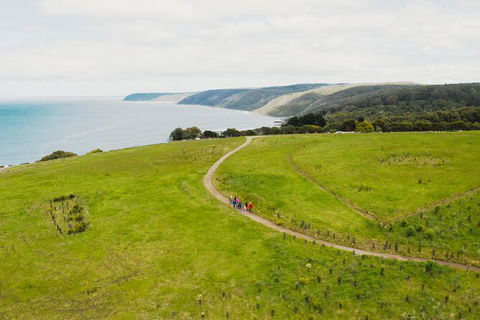 Walk With Wildlife: Guided Tour In Great Ocean Road - Accommodation Ballina 3