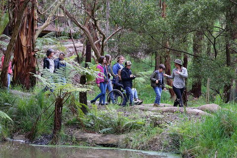 Walk With Wildlife: Guided Tour In Great Ocean Road - Accommodation Ballina 4